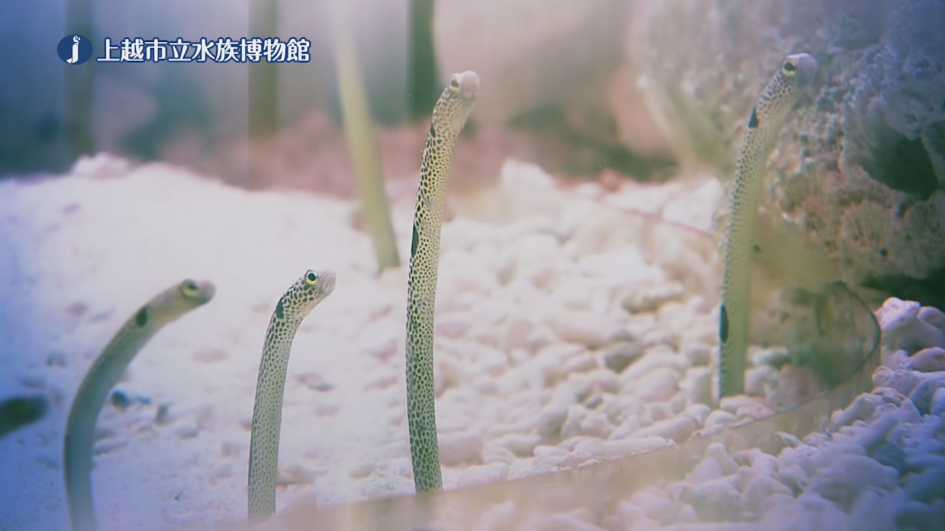 水族館２