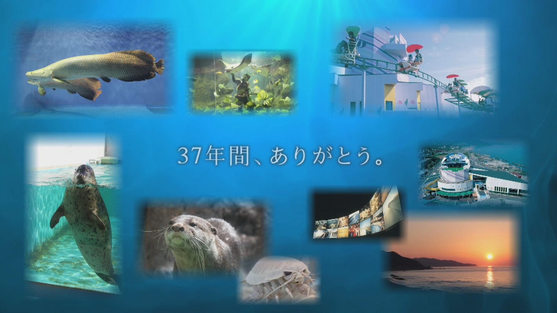 水族博物館 休館CM“37年間ありがとう”