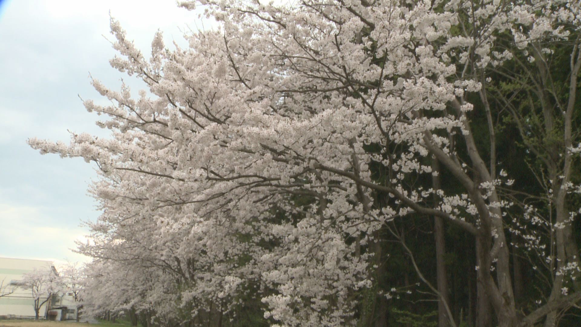 満開の桜に酔いしれる　「さんわ桜の陣」初開催