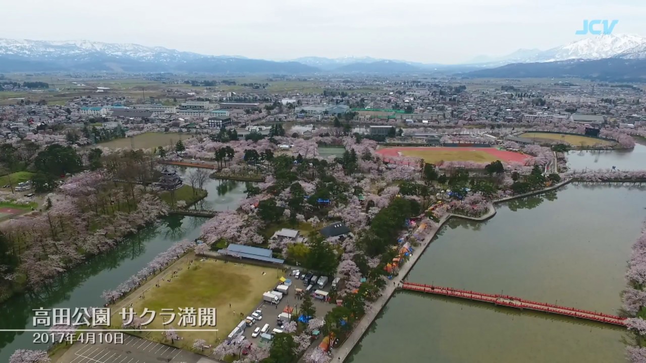 【空撮】さくら満開！空からの高田公園