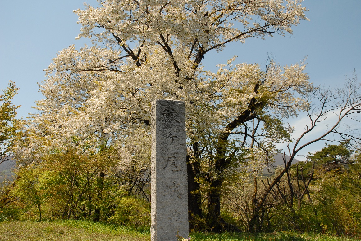 鮫ヶ尾城跡本丸