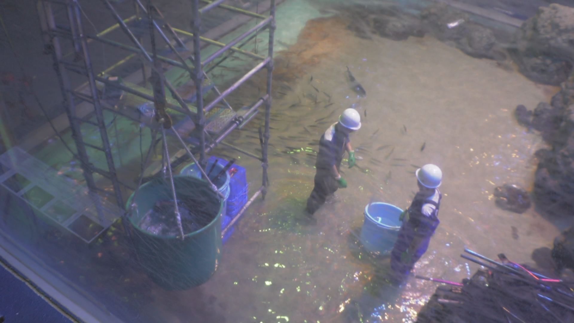 魚の引っ越し本格化  上越市立水族博物館