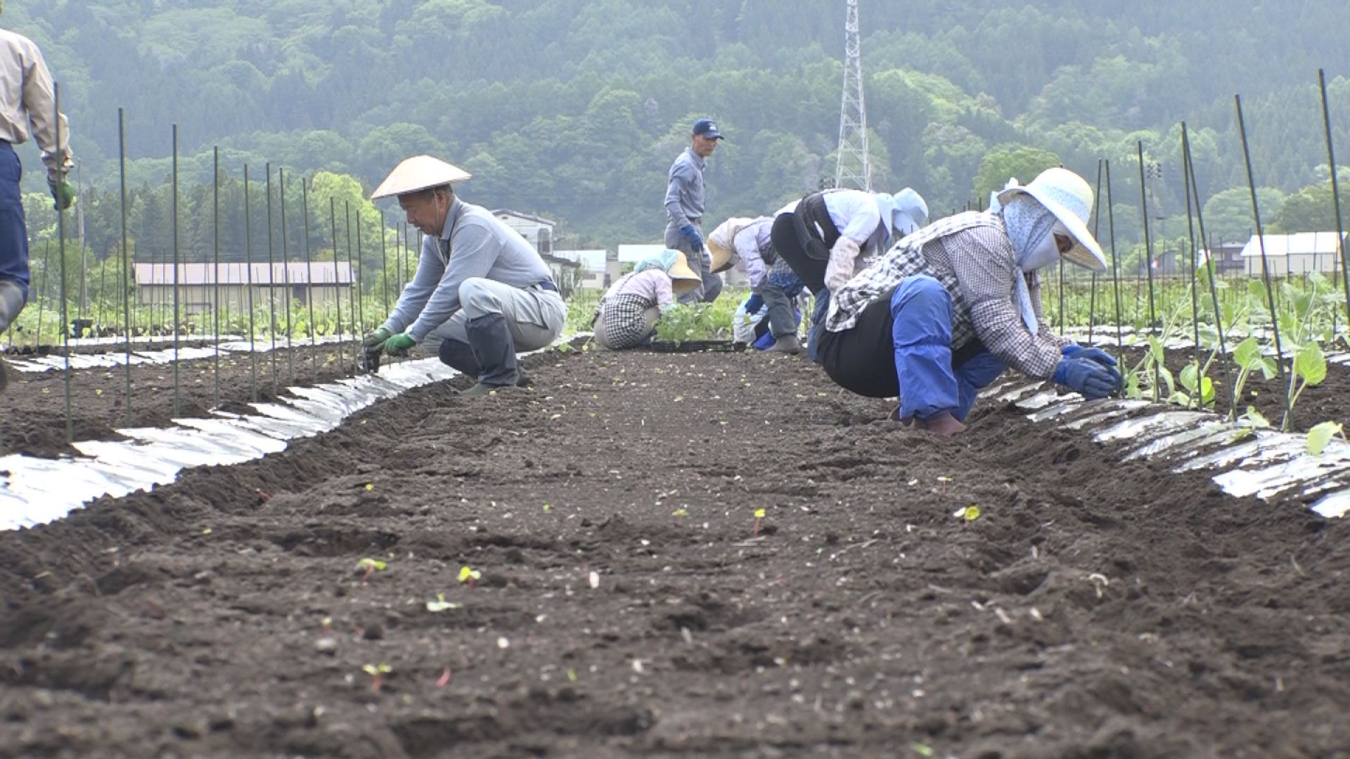 ホオズキ苗植え　畝とメンバー