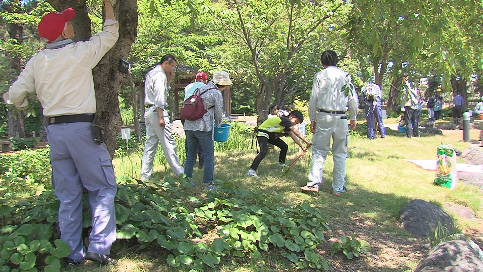 高田公園のサクラ100年後に残す　市民が「お礼肥え」