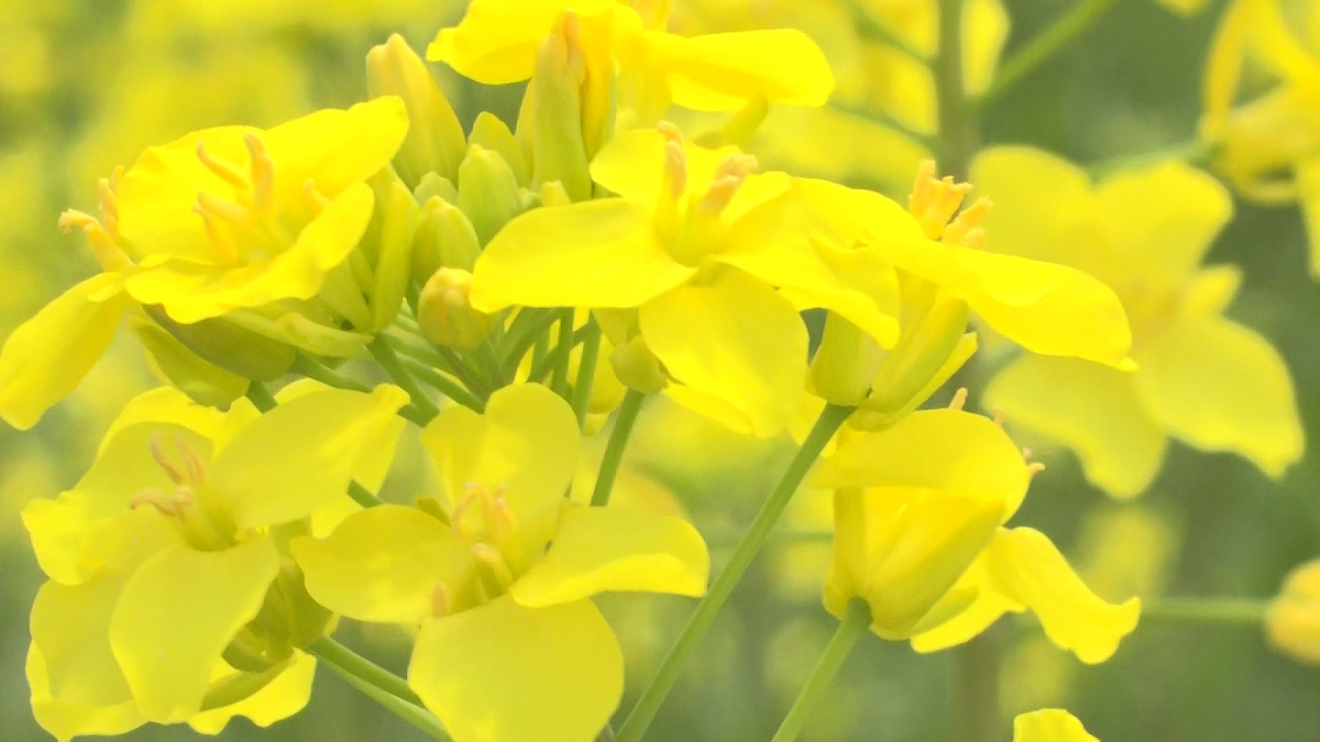 菜の花3