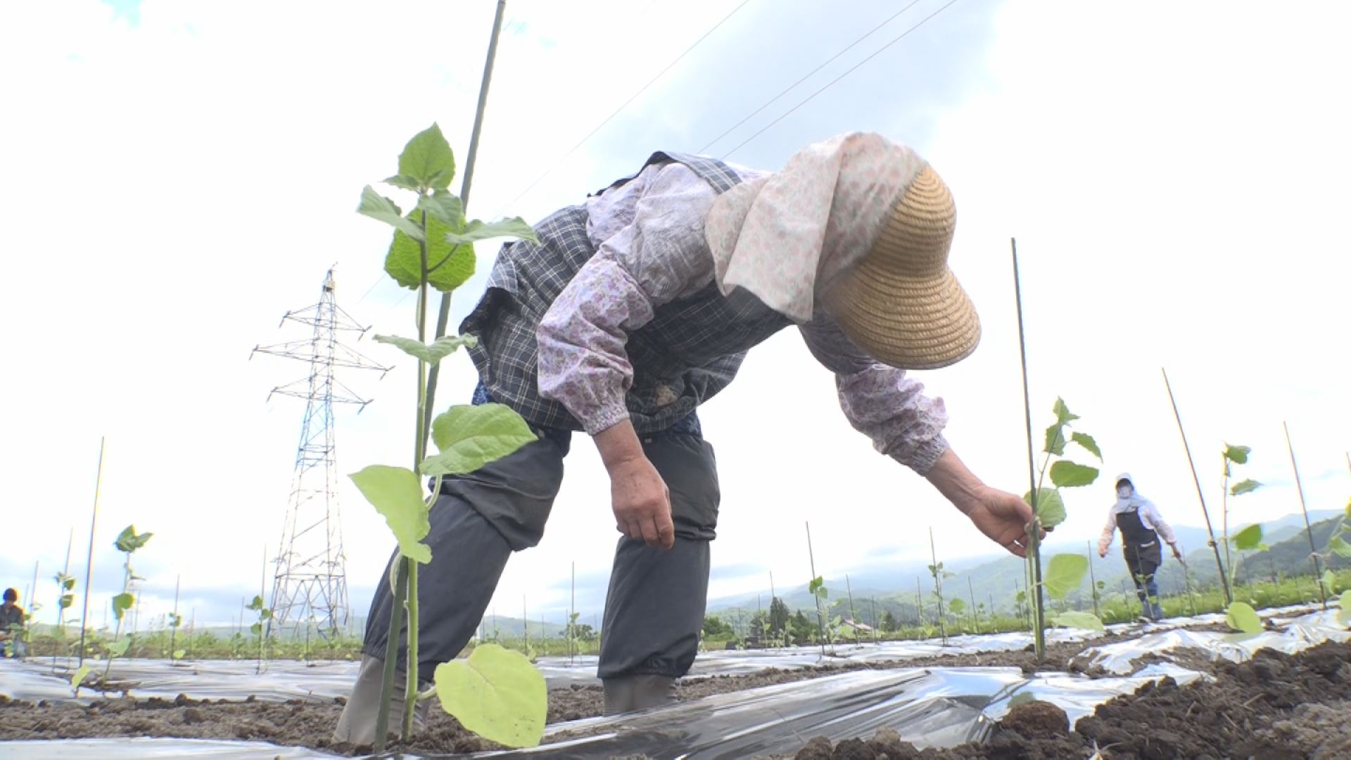 “食用ホオズキ”生産拡大へ露地栽培