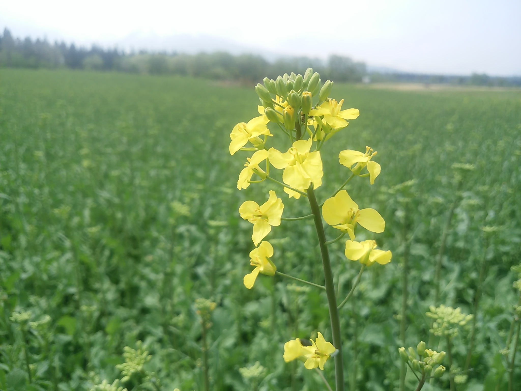 お待たせ！大洞原の“菜の花”  開花