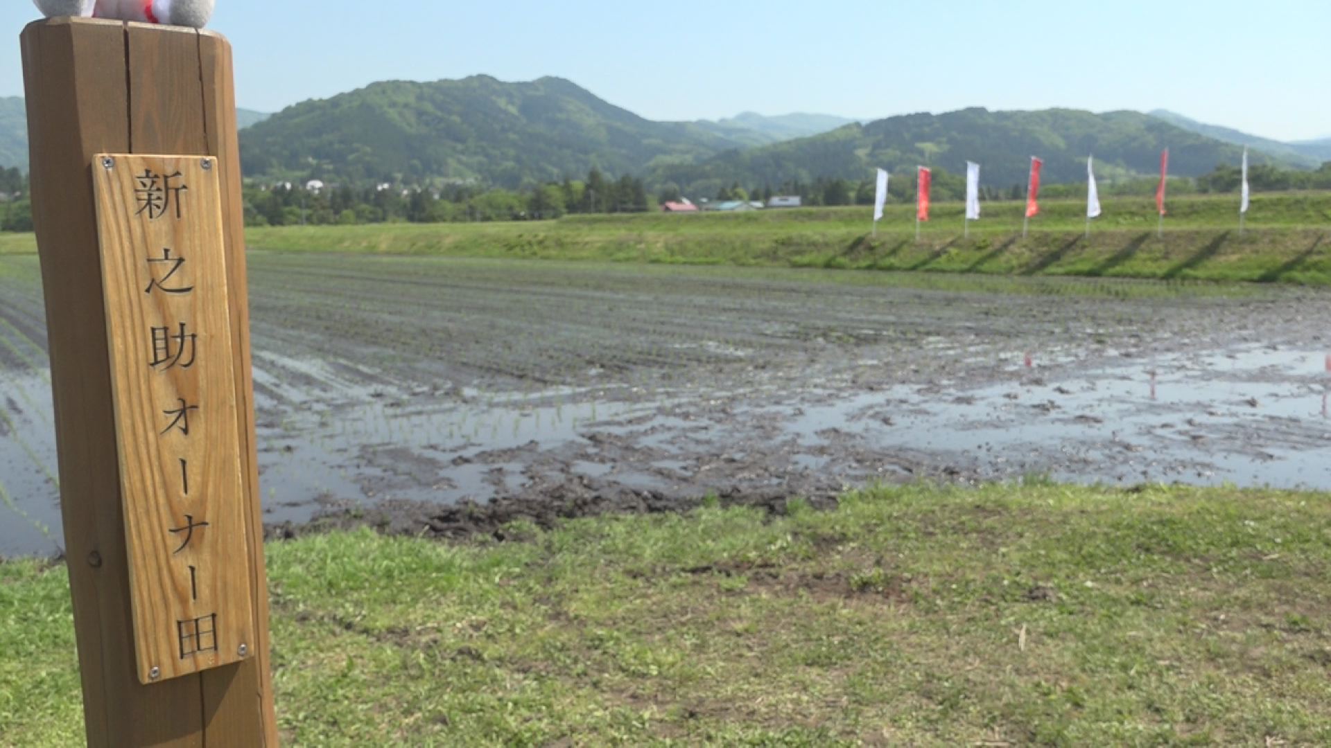田植え５