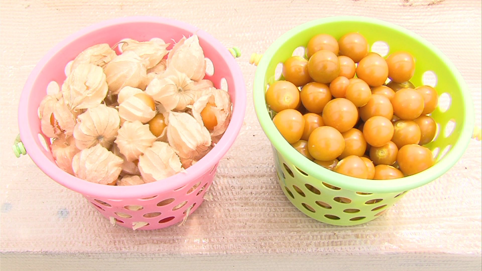ホオズキ苗植え　食用イメージ