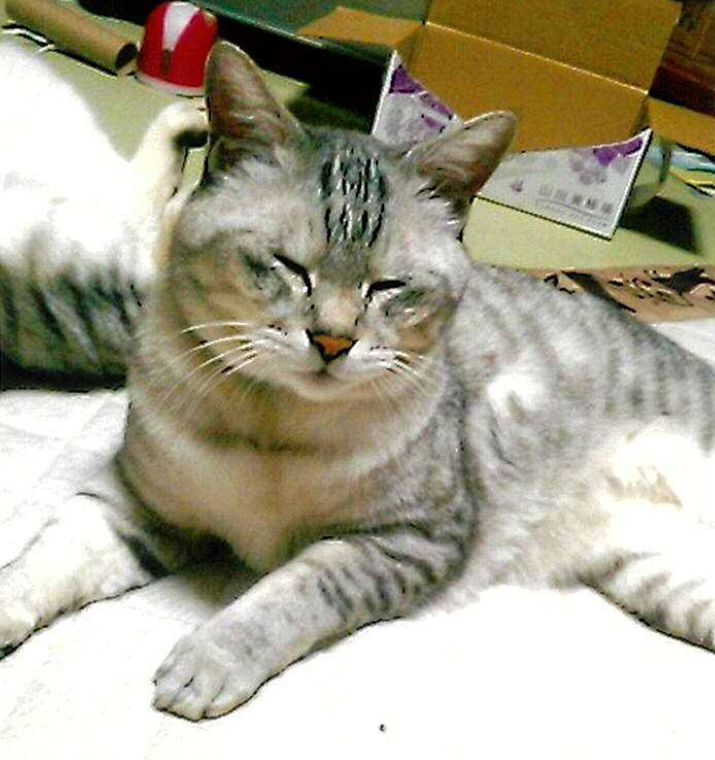 上越市鴨島2  迷子のネコ探しています！