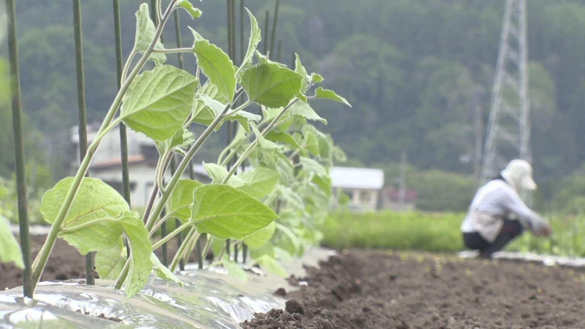 ホオズキ苗植え　サムネイル用