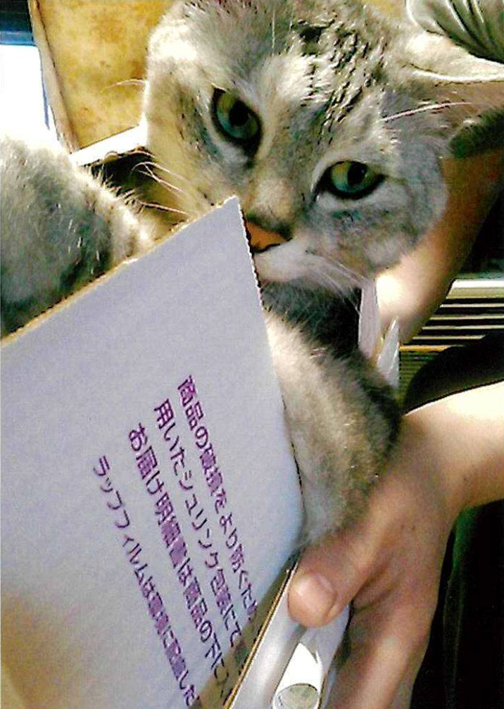 猫2