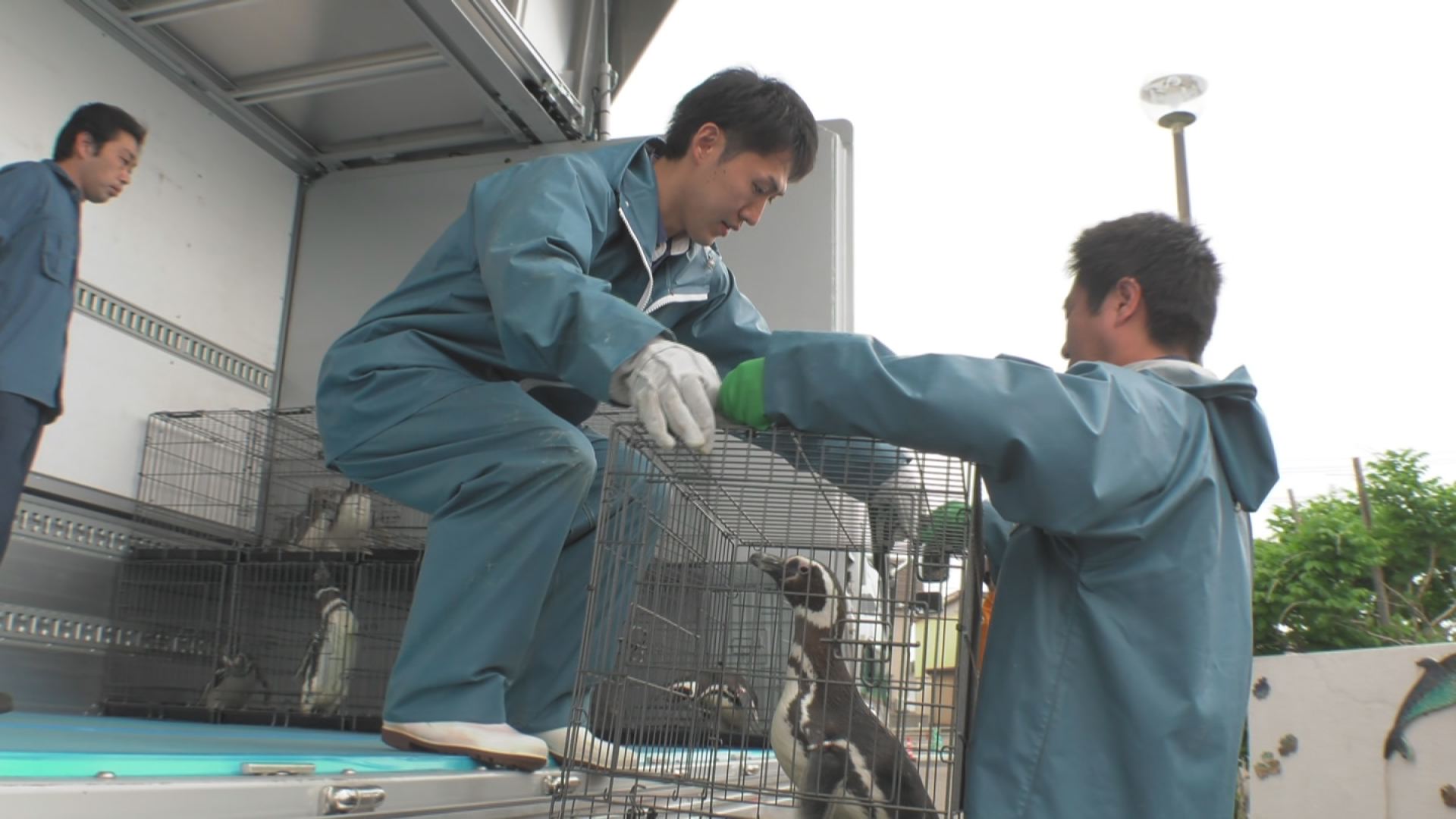 ペンギン引越し00000002