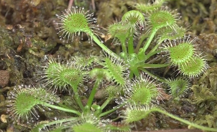 わな・粘着・落とし穴・・・“虫を食べる”植物大集合！