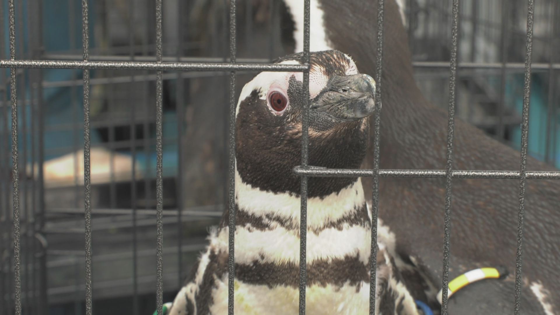 ペンギン引越し3