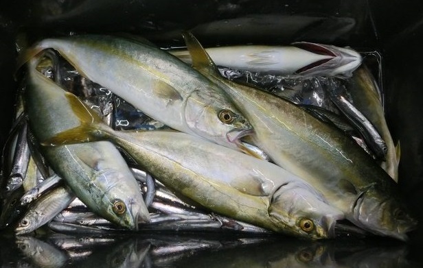 最新釣り情報 アジの数釣りは朝夕 日中も回遊あり！