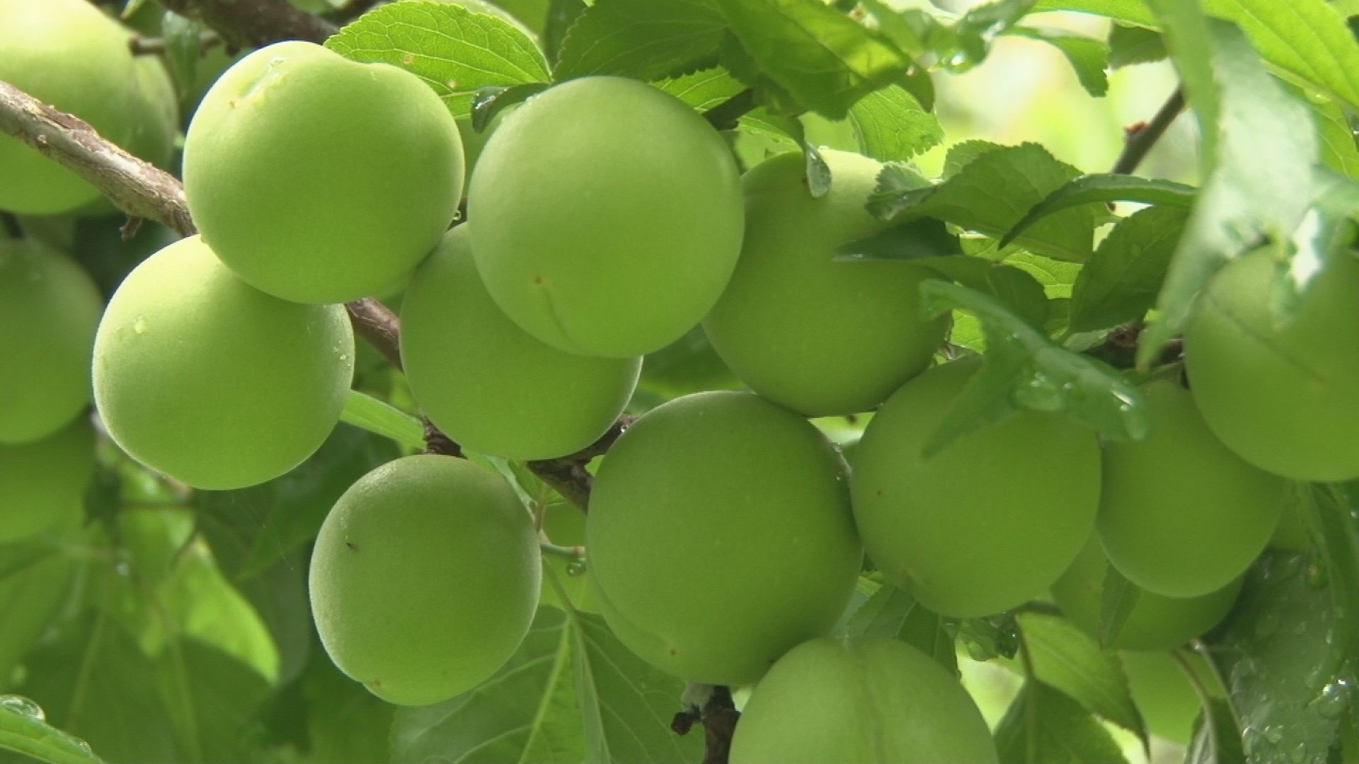 名立特産「越の梅」 収穫はじまる