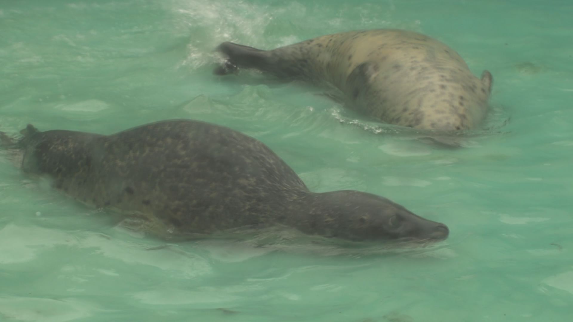 アザラシ引っ越し　上越市立水族博物館