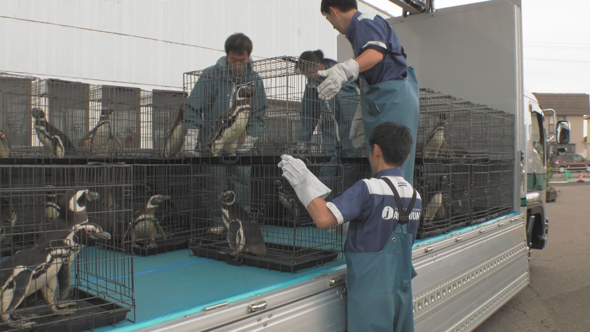 ペンギン引越し4