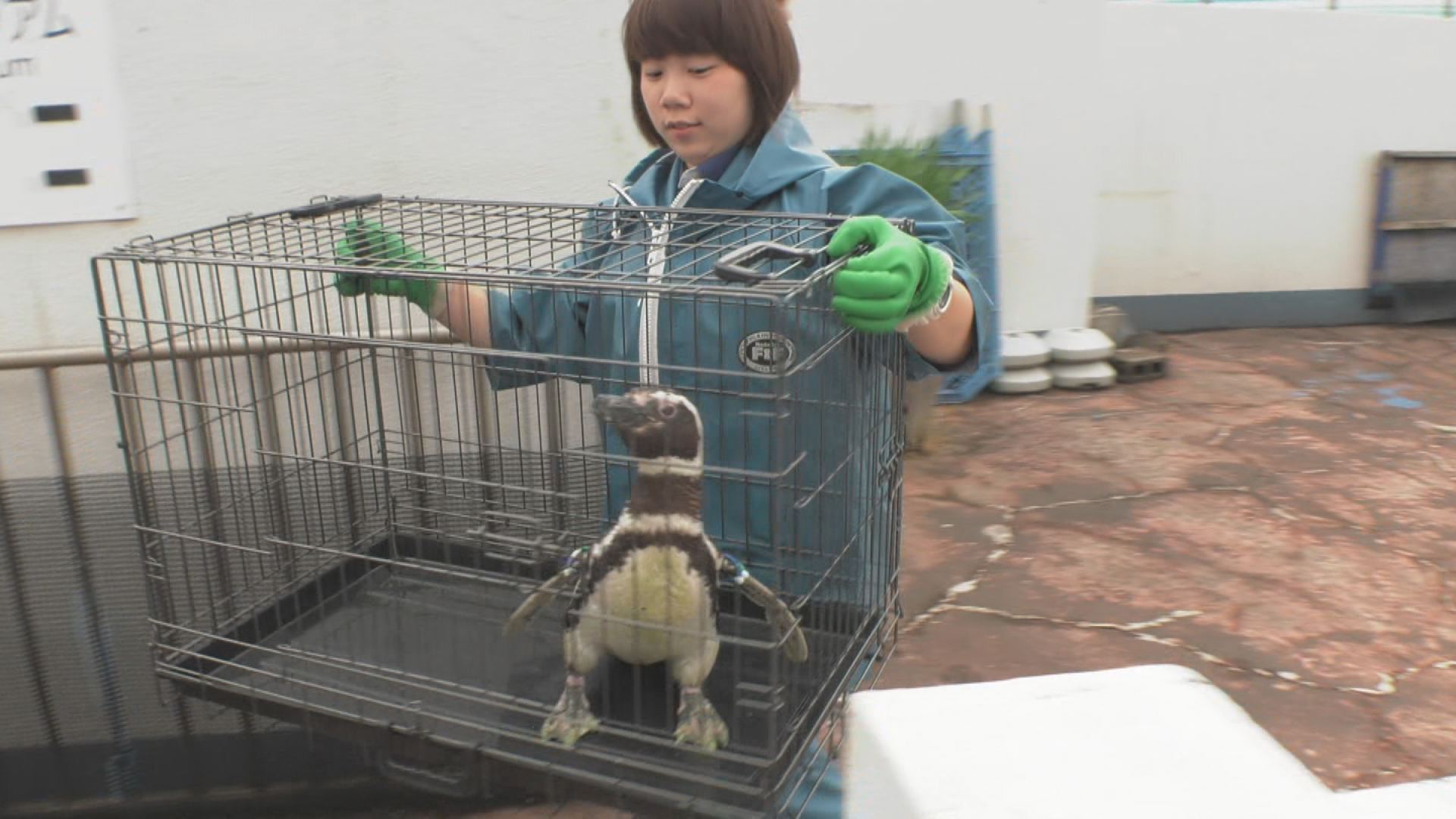 ペンギン引越し
