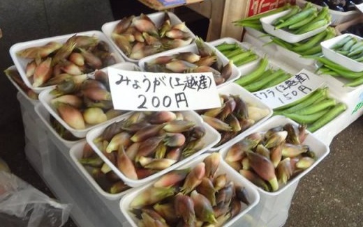 上越産“みょうが”盛期 正善寺工房で8月6日にイベント！