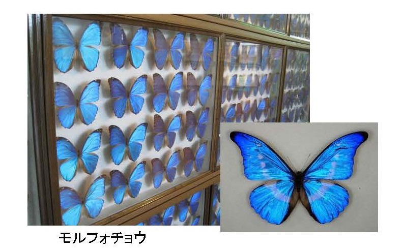 蝶2