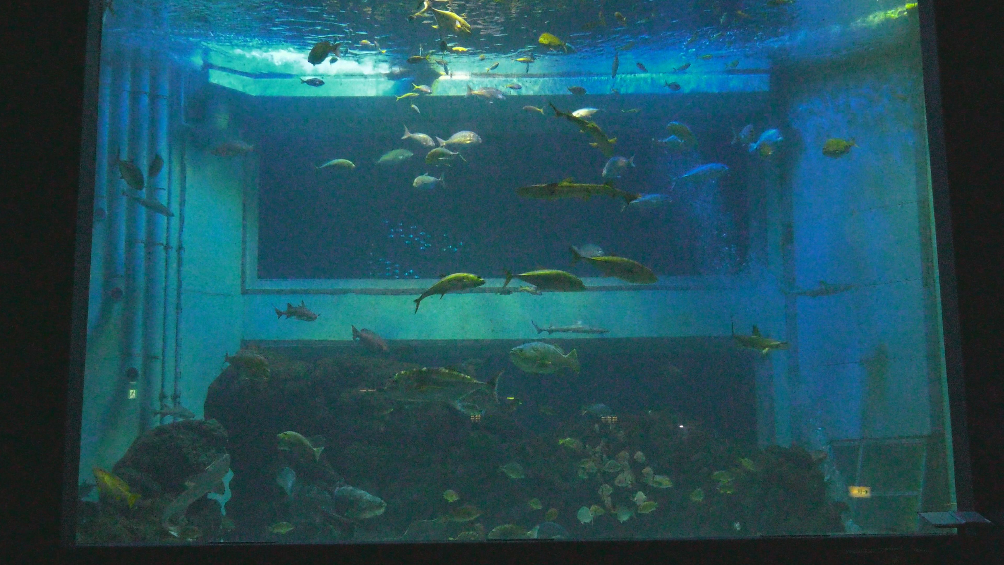 【動画】思い出いっぱい 上越市立水族博物館