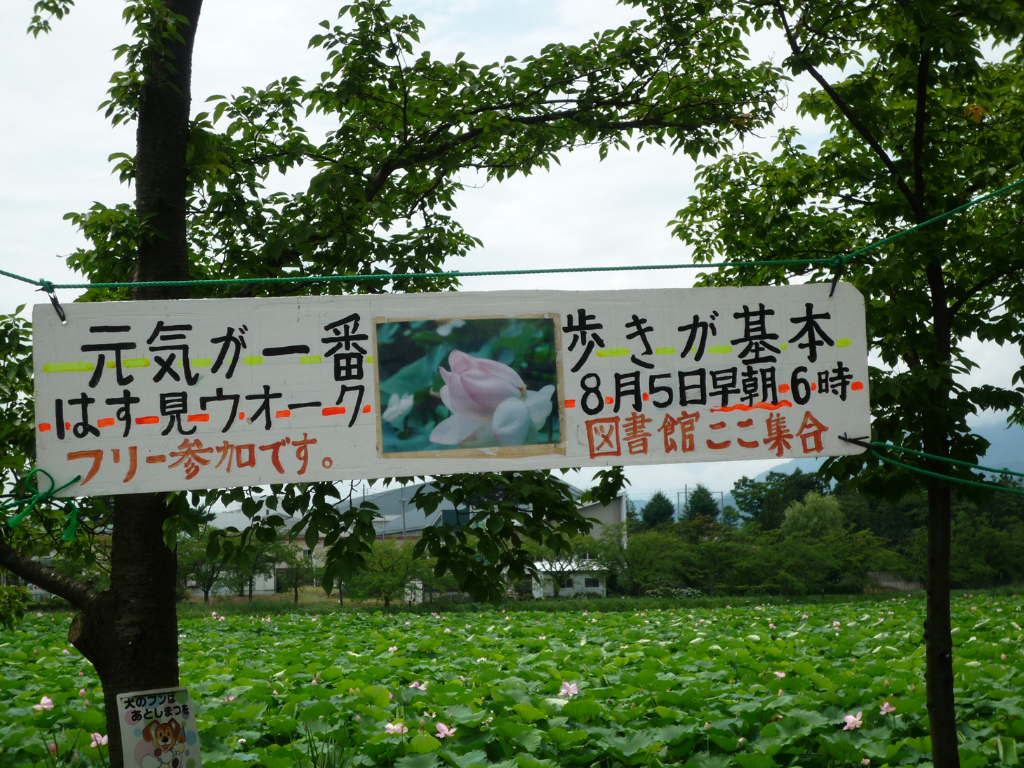 早起きして“蓮見ウオーク”してみませんか？　5日（土）