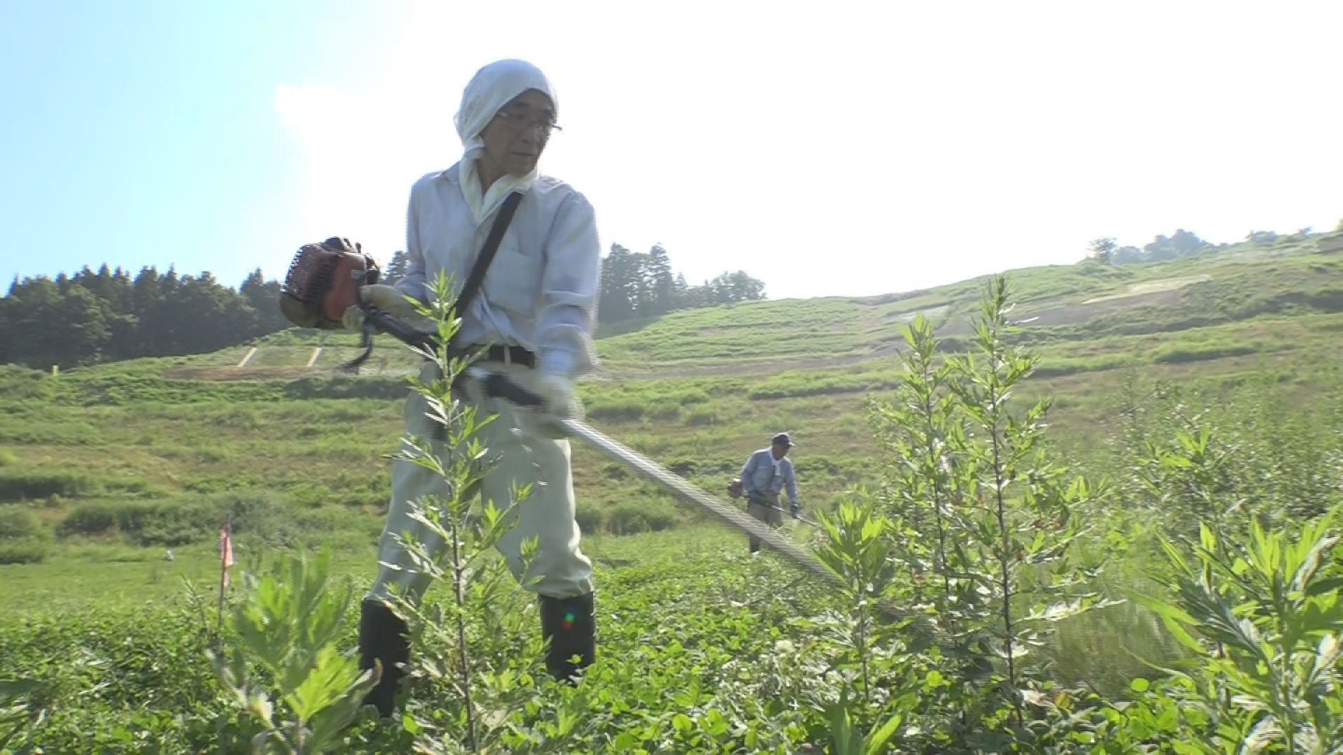 国川 地すべり跡地で復興活動 住民が草刈りに汗！
