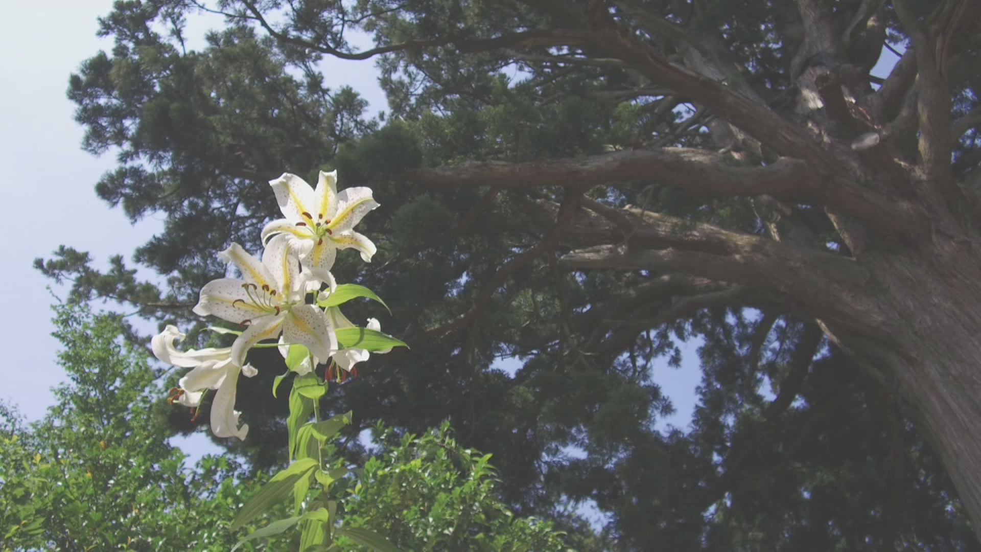 【動画】天神大杉とヤマユリ～上越市吉川区