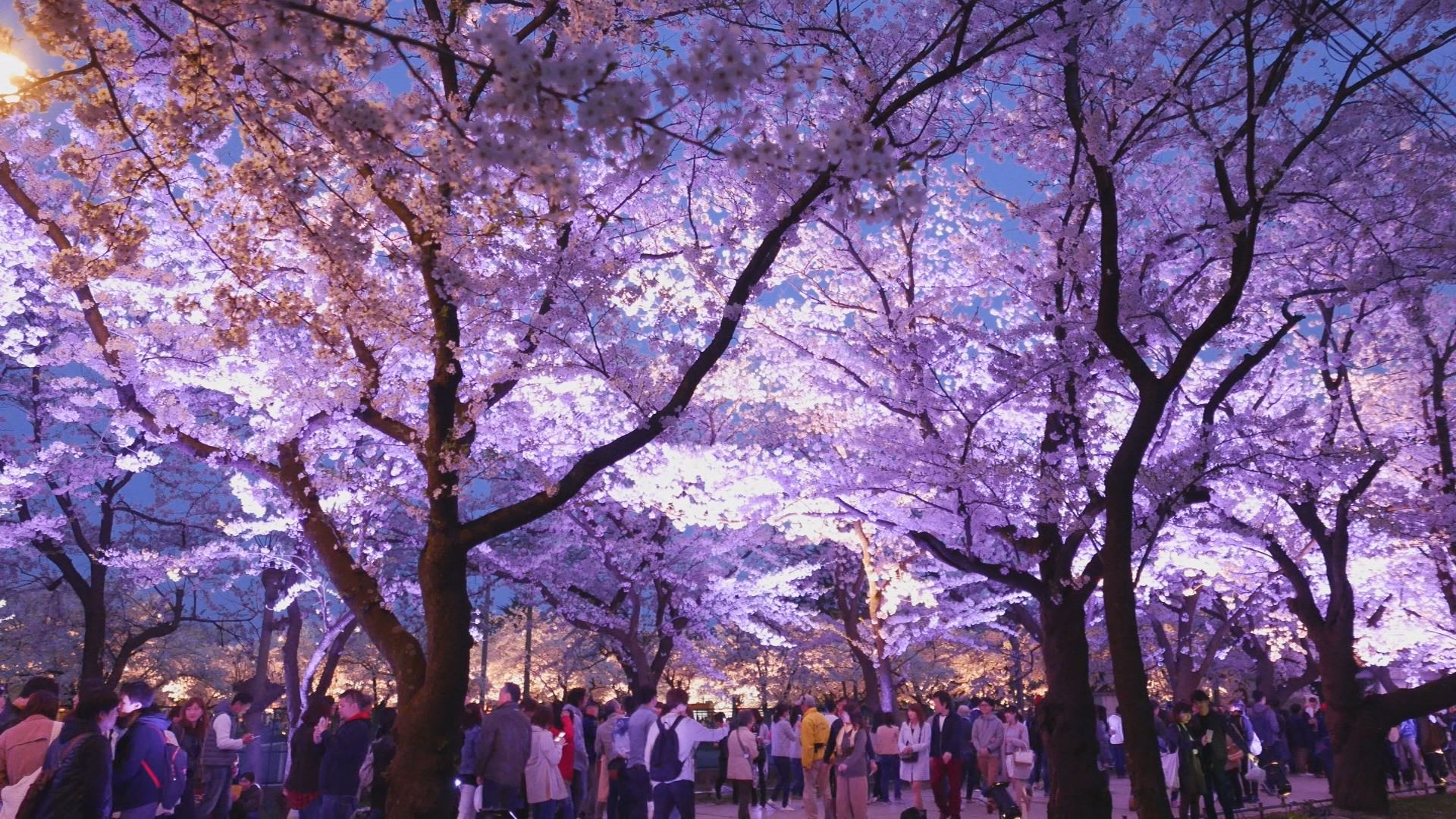 高田公園でさくらシンポジウム 来春開催！内容明らかに