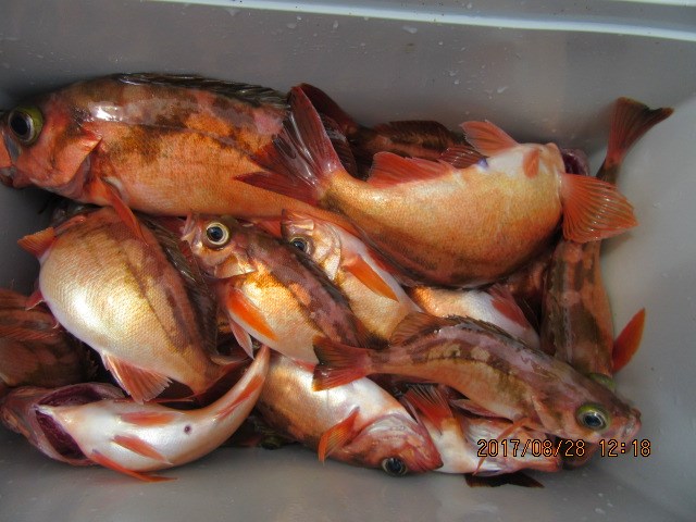【船】8.28　メバル　釣船：いしなぎ