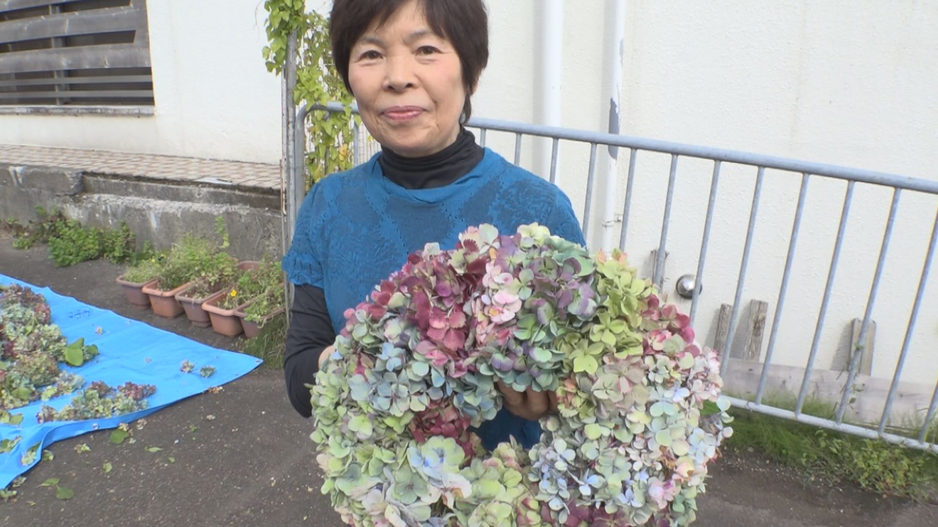 高原ならでは！紅葉したアジサイでリースづくり