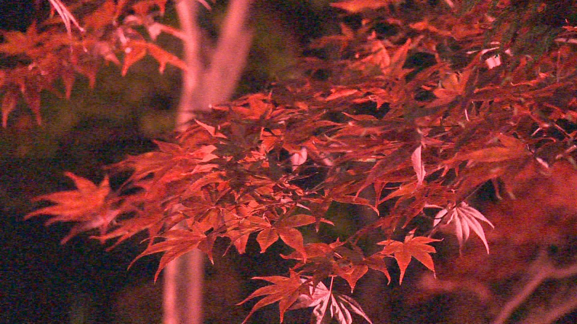 北本町 陀羅尼紅葉まつり　10月28日（土）～