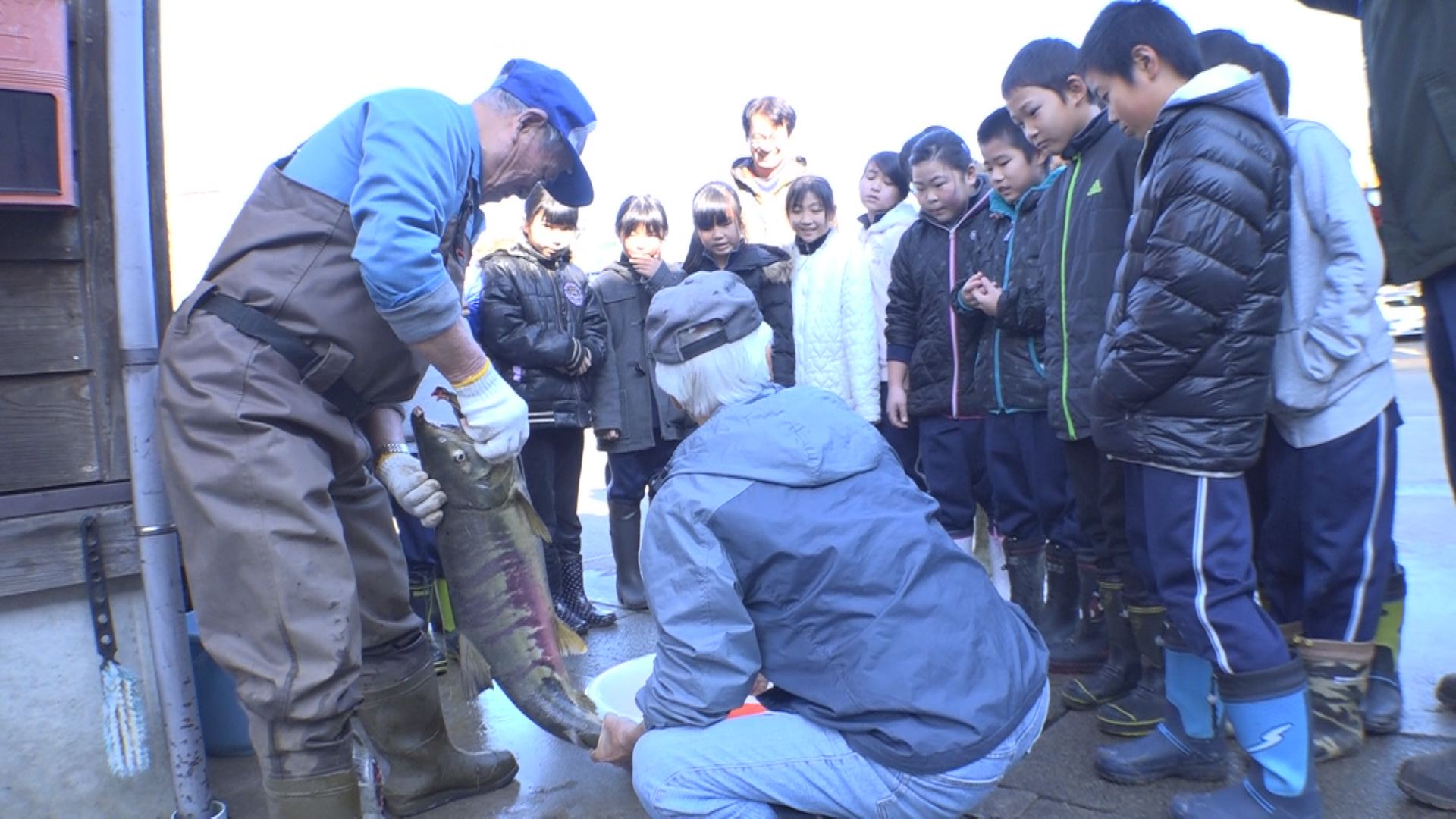 和田小４年生　サケの産卵を見学