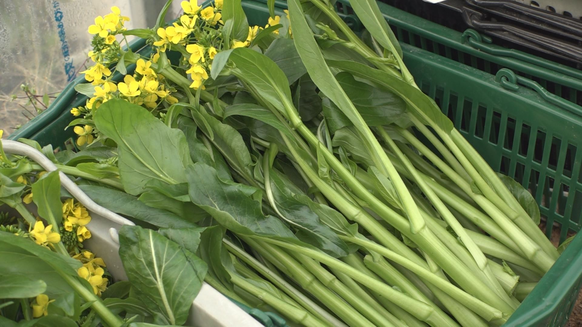 冬の野菜でおなじみ　アスパラ菜の収穫 最盛期