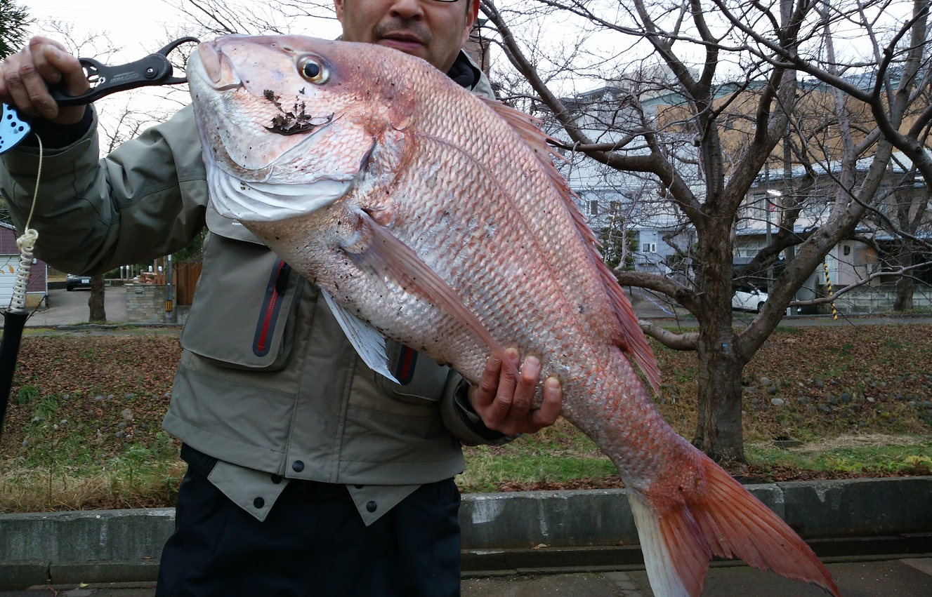 【投稿】イワシ接岸で大釣り！サーフで80超えの“マダイ”　