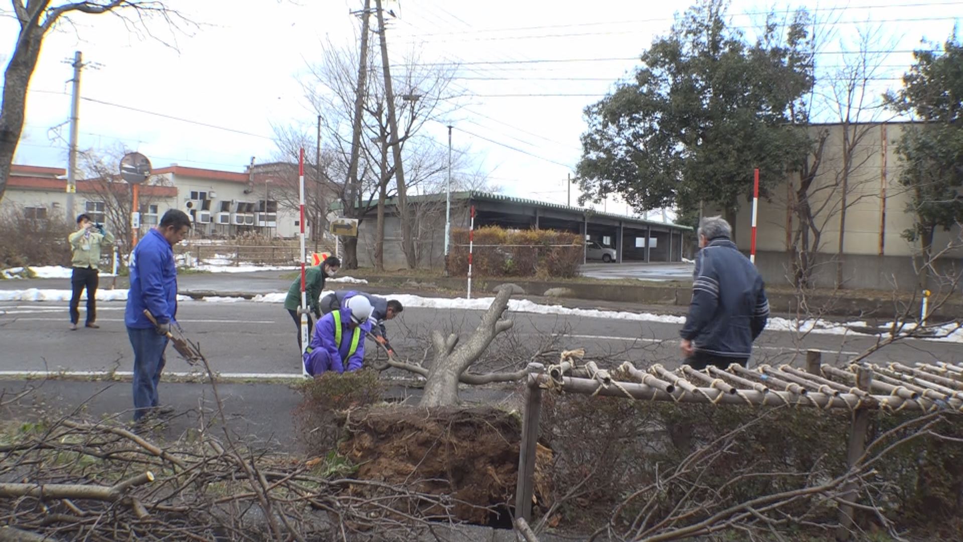 上越市総合体育館前の街路樹倒れる 強風の影響か