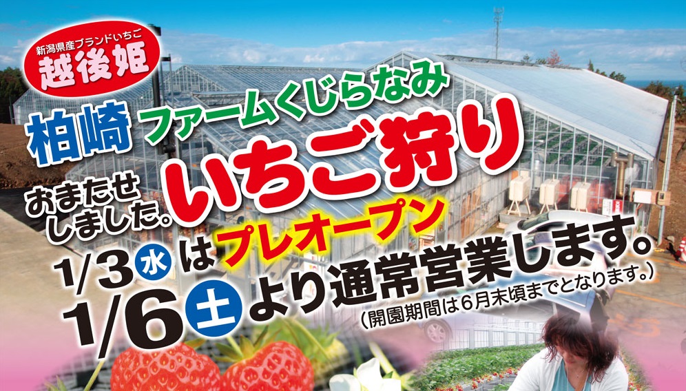 ファームくじらなみでいちご狩り 3日プレオープン！
