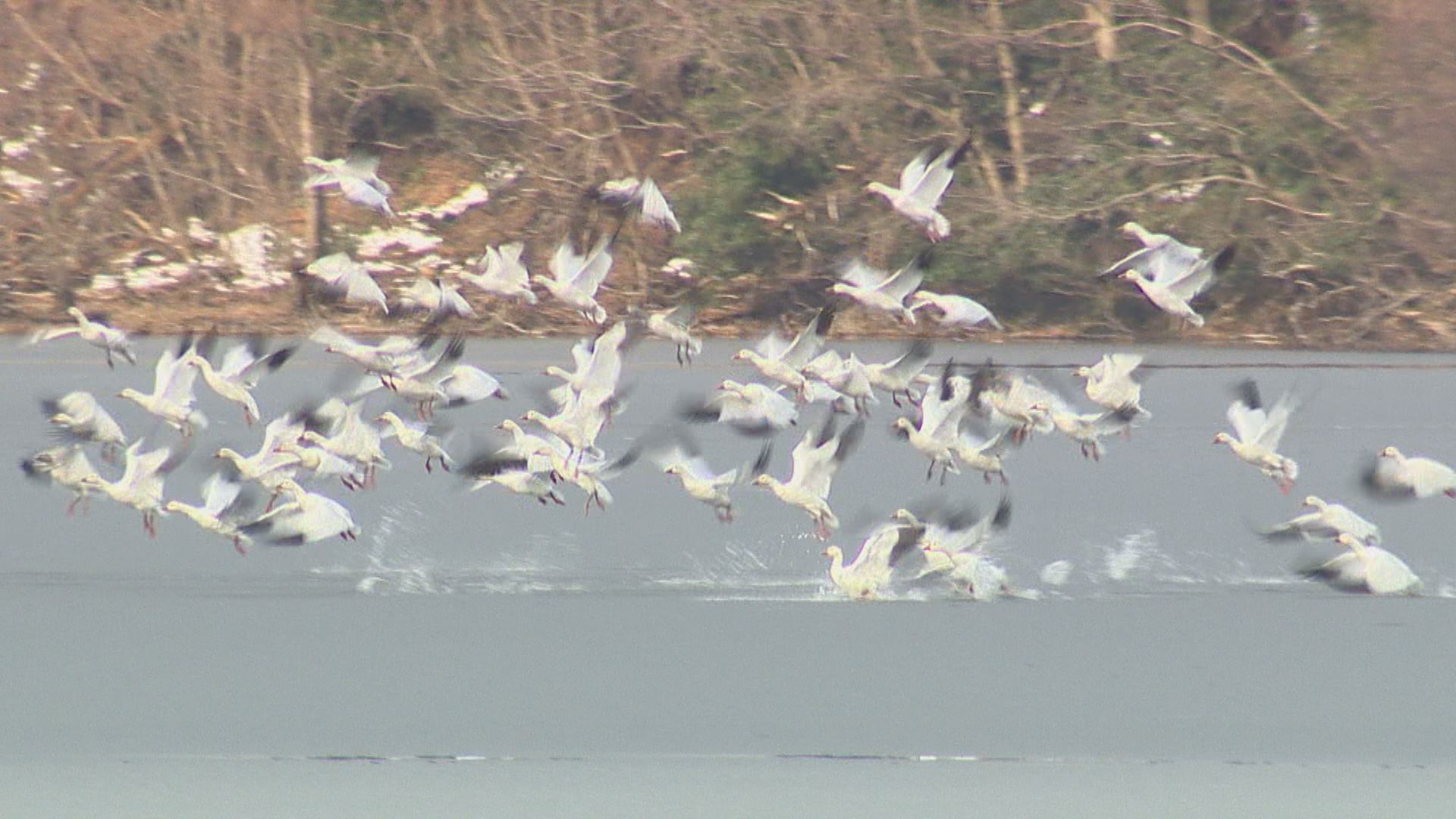 大潟区朝日池にハクガン飛来！シベリアから