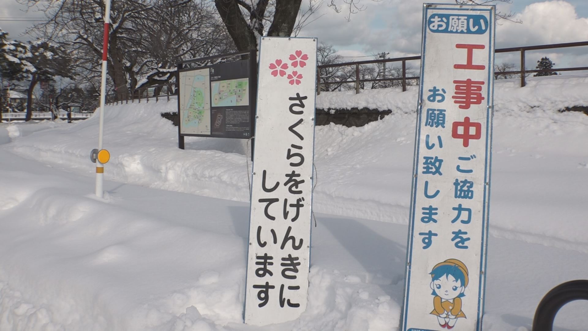 100年後に残そう！高田公園サクラ保護活動　