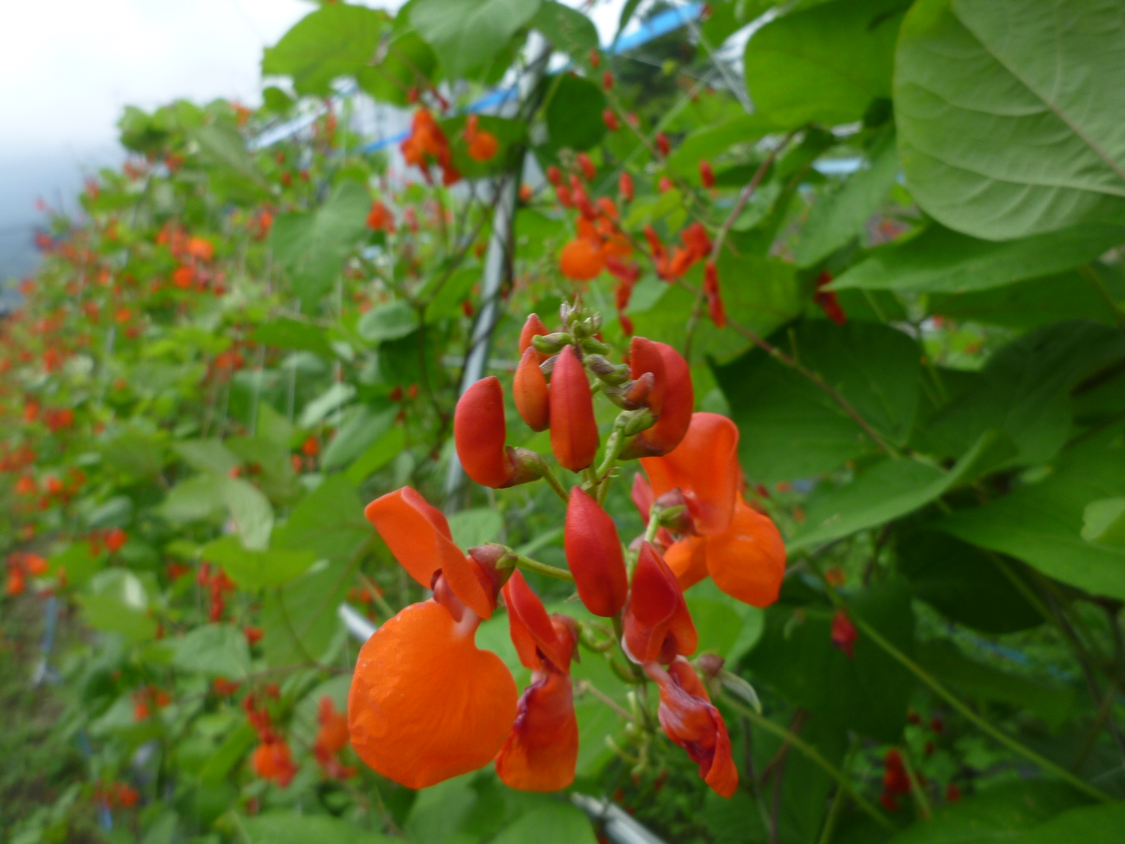 花豆の花