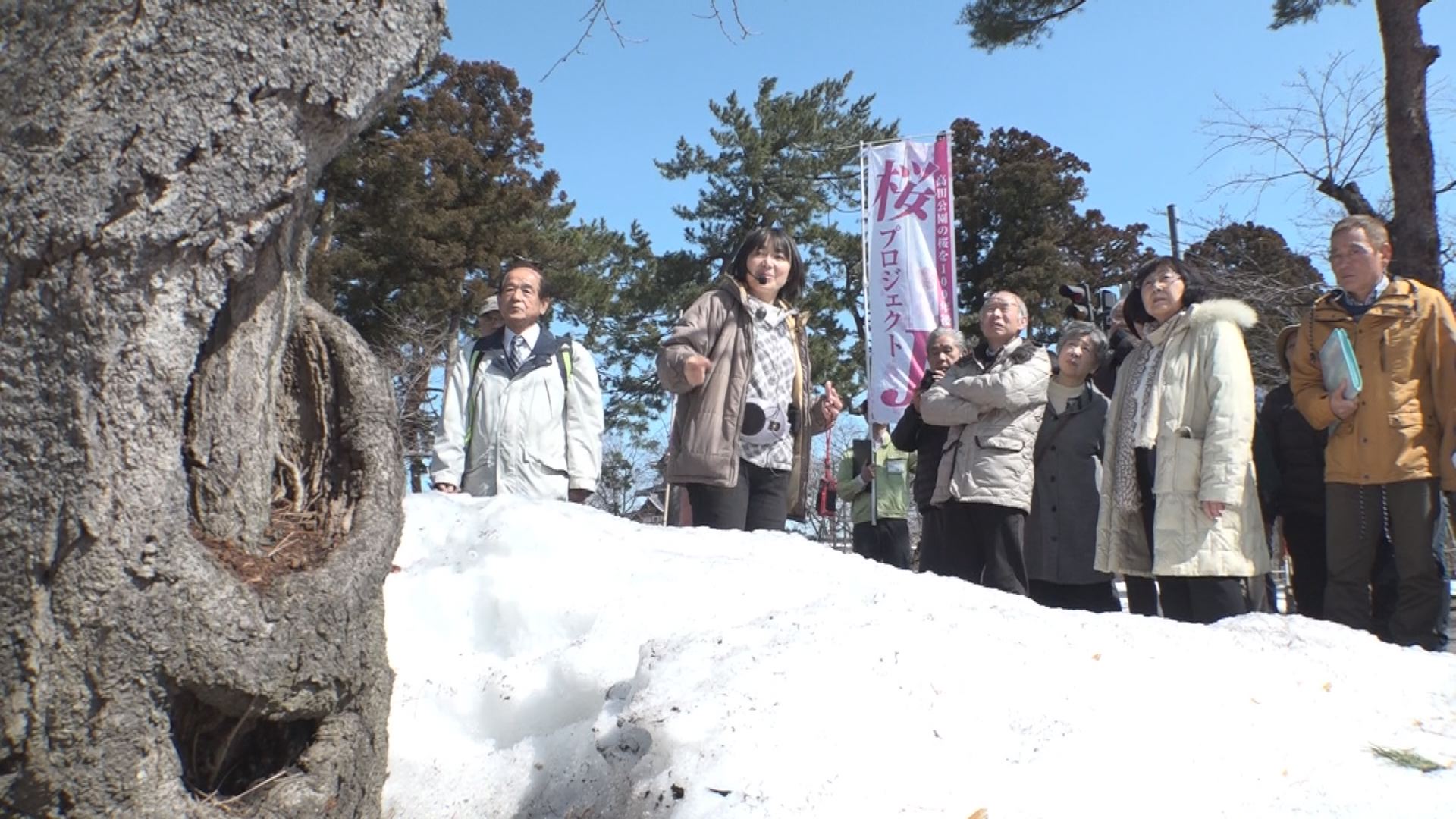 100年先も高田のサクラを元気に　「桜プロジェクトＪ」講習会