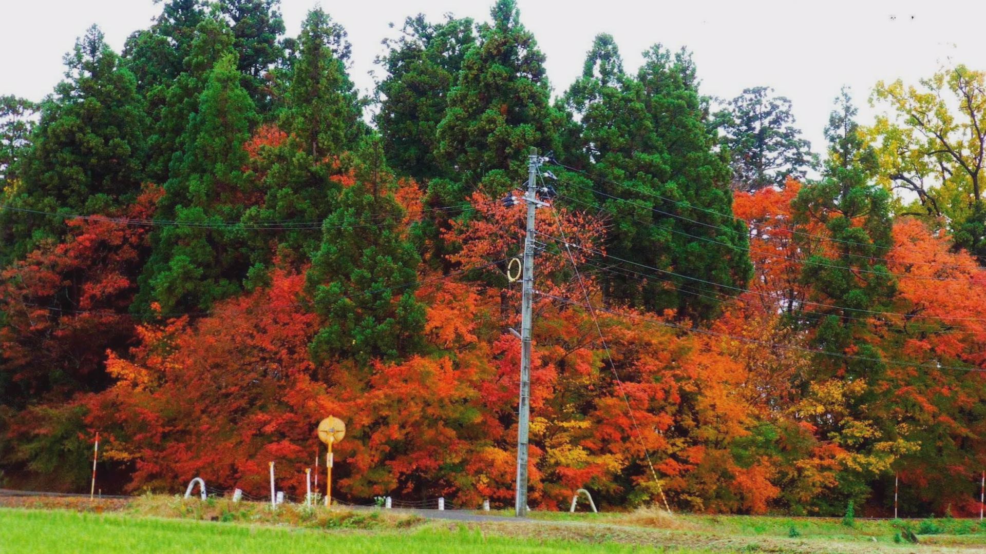 頸城区の白田邸を後世に！“もみじ庭園”として整備