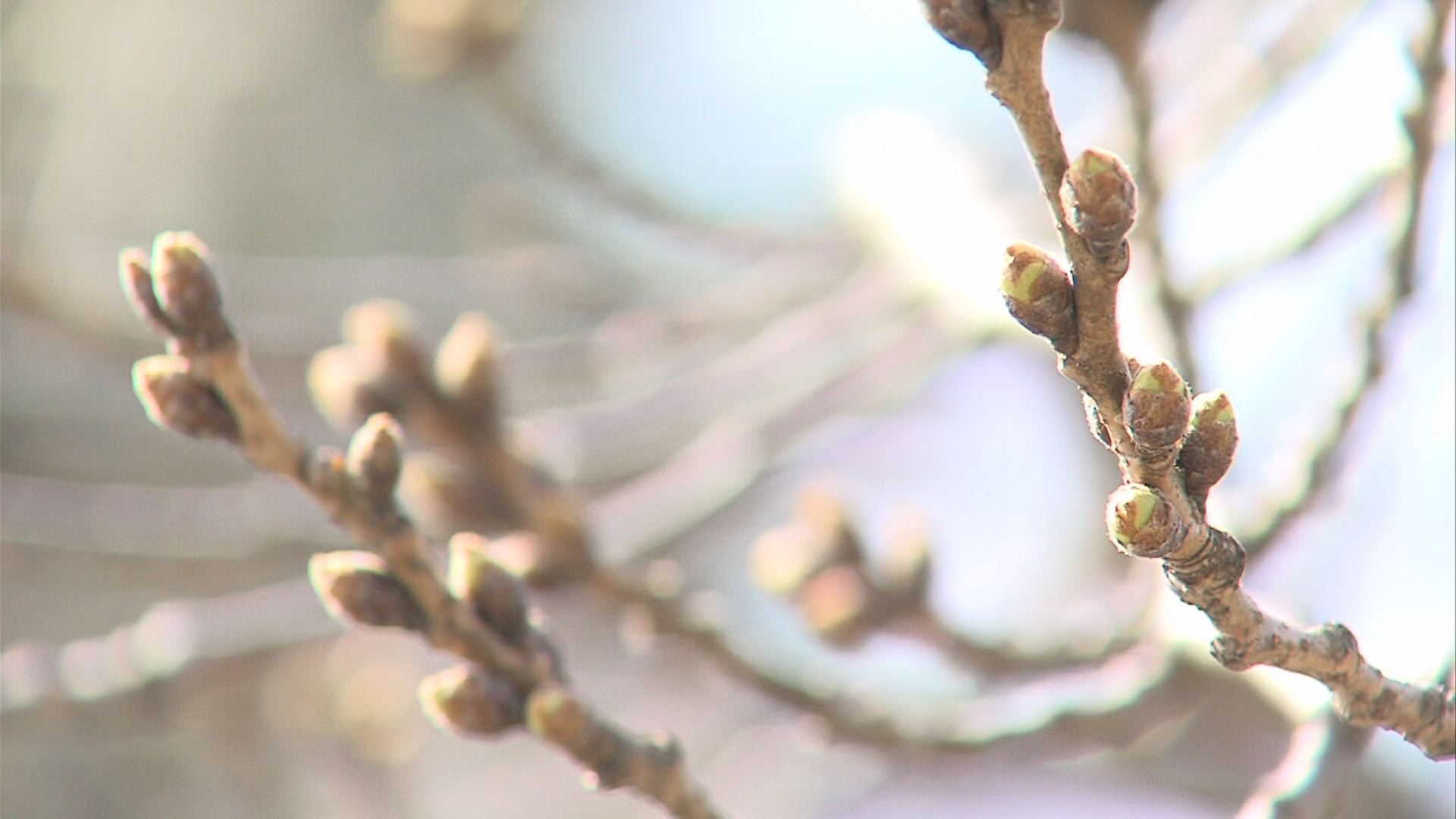 観桜会初日には5分咲き！？開花早まる予想