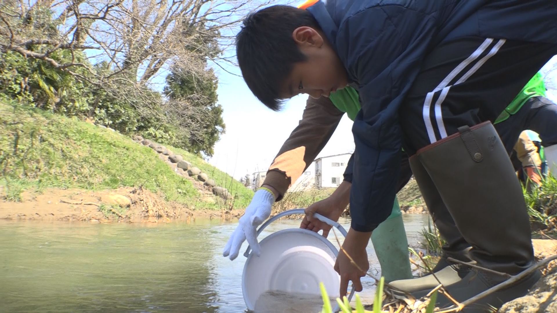 青田川にサケ稚魚5,000匹放流