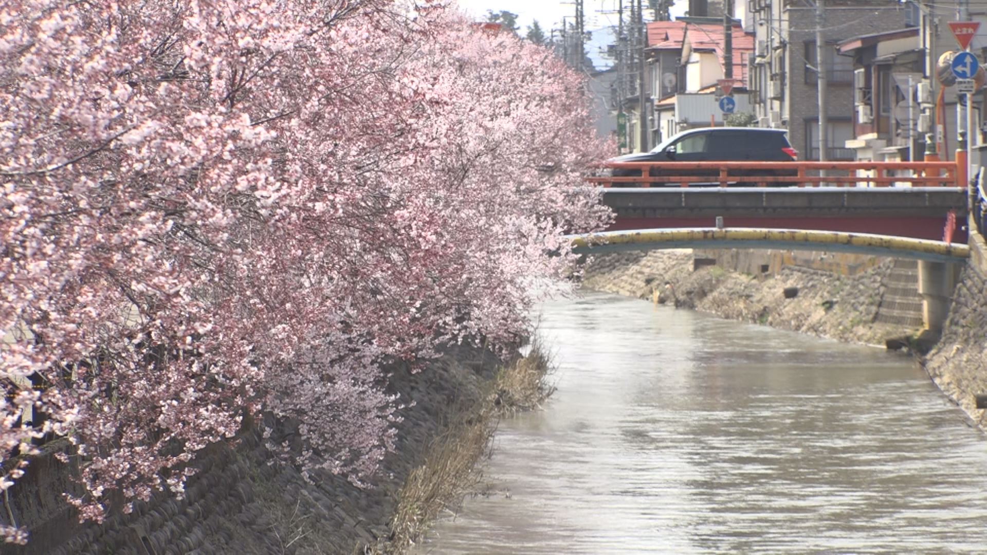 高田3日連続で20℃超え サクラ咲き始める