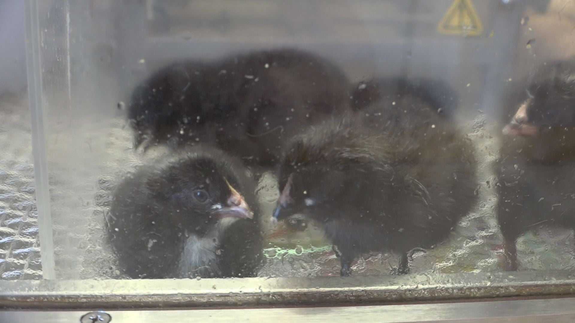 ぴよちゃん誕生！上越科学館でヒヨコ観察会　