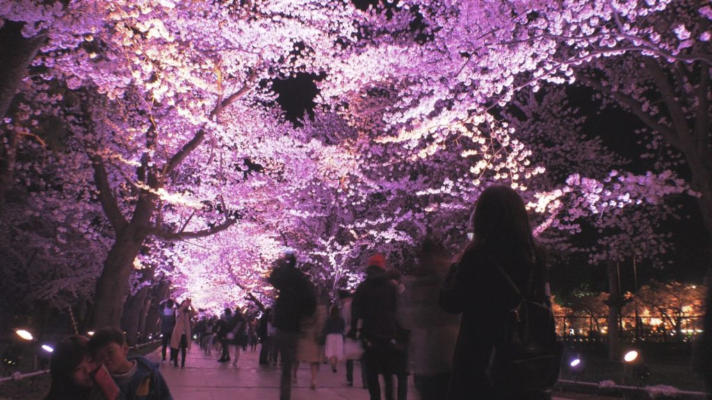 2017観桜会4