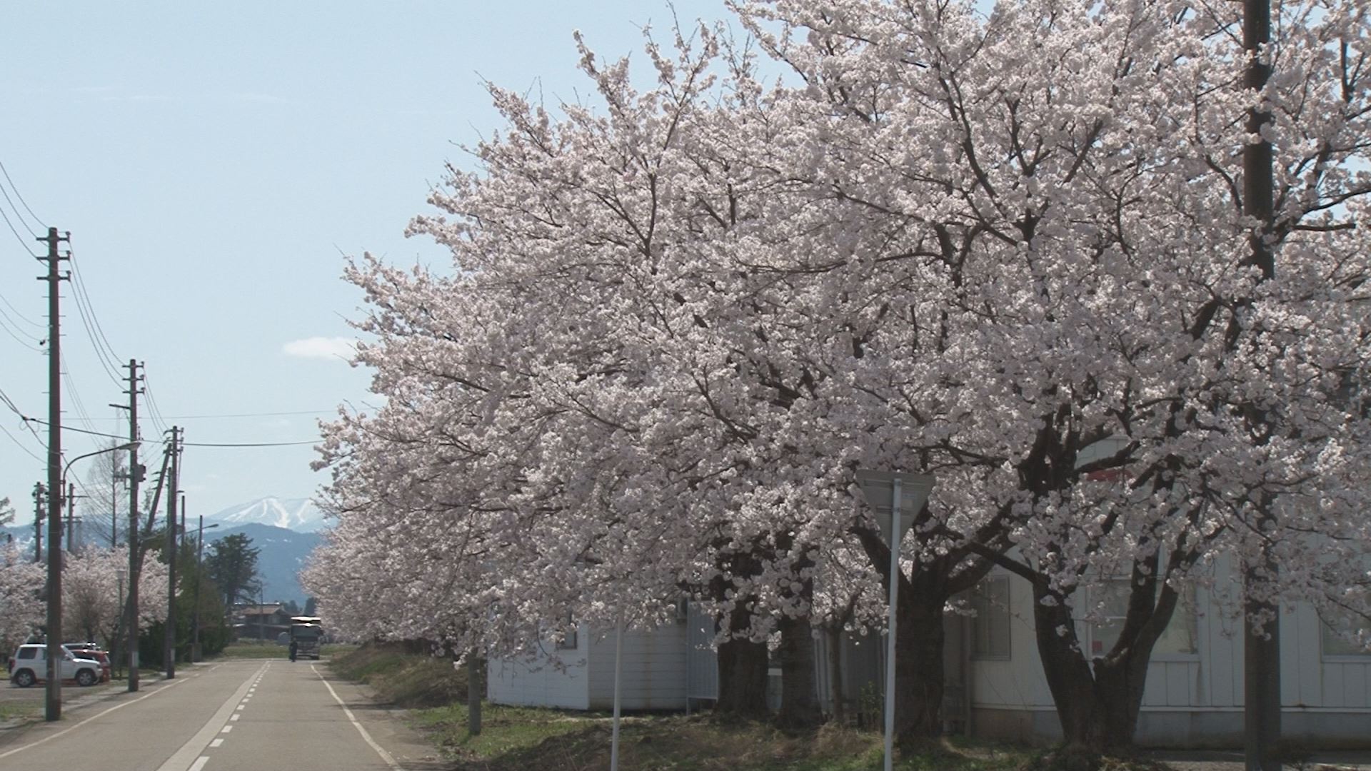 180405_桜の陣2018 2